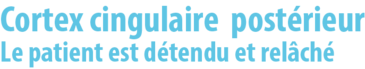 Cortex post&eacute;rieur_droite .png